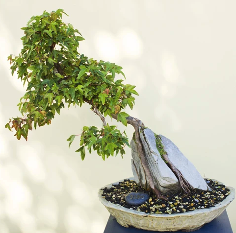 Bonsai 1