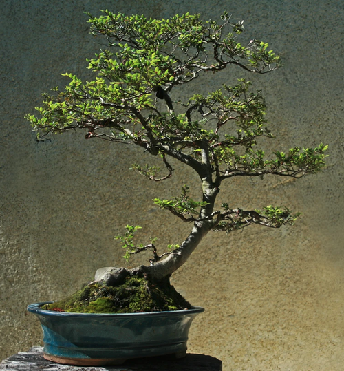 FBonsai 7