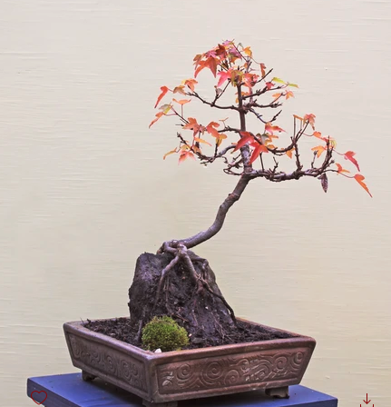 Bonsai 8